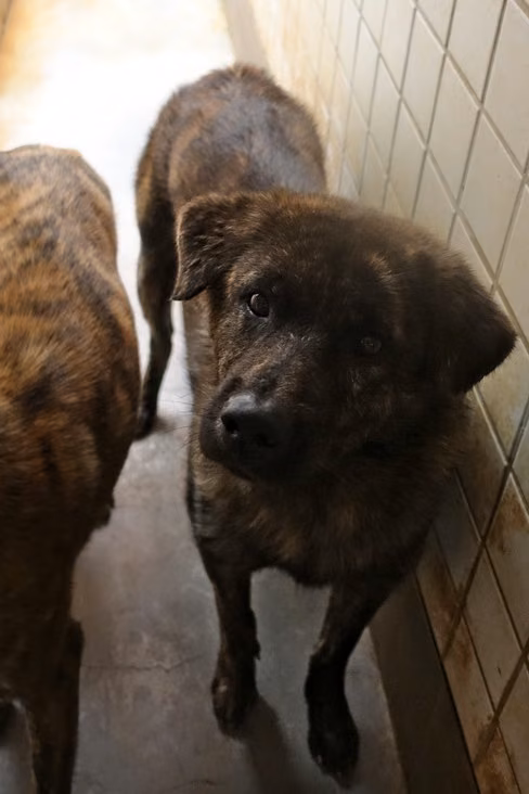 The dog, from the shelter's listing