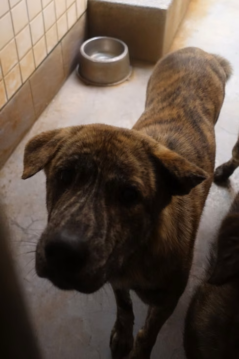 The dog, from the shelter's listing