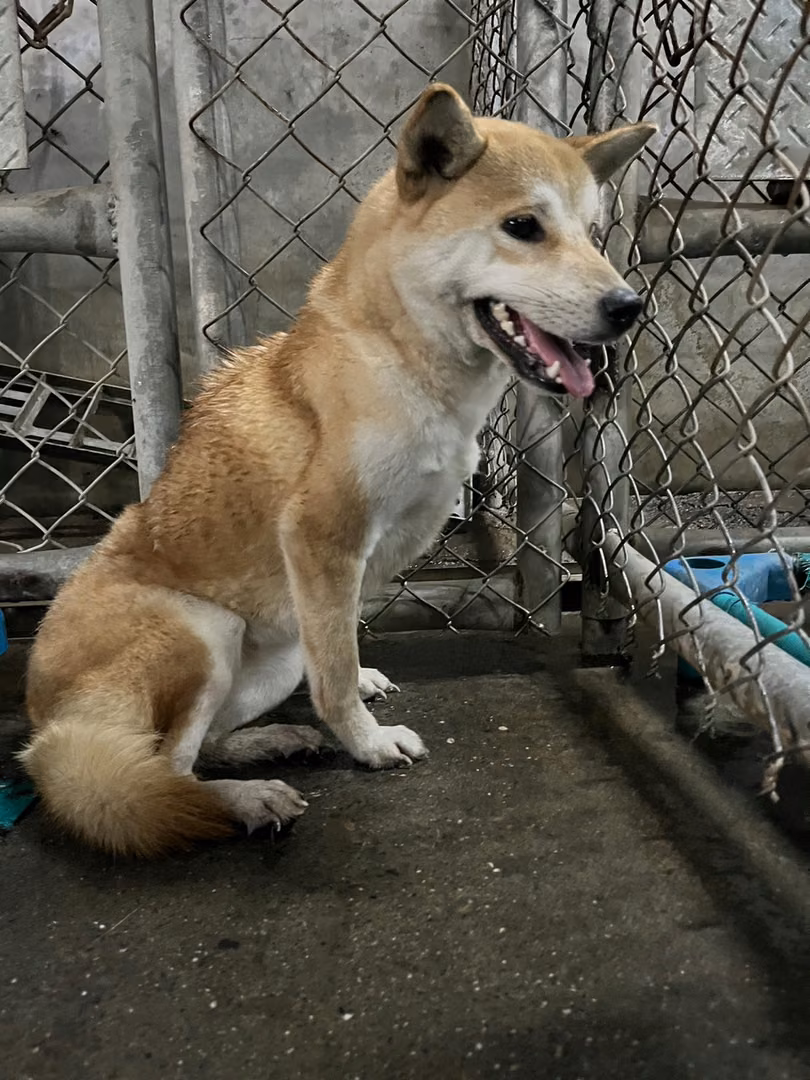 The dog, from the shelter's listing