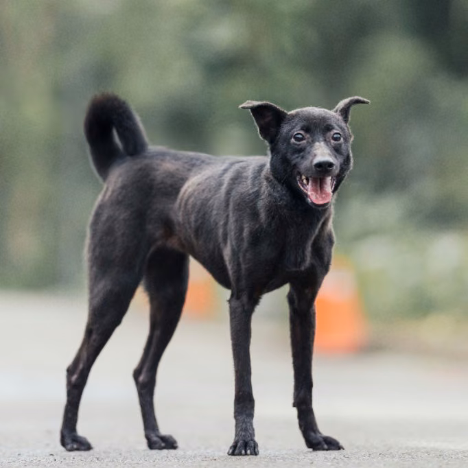 The dog, from the shelter's listing