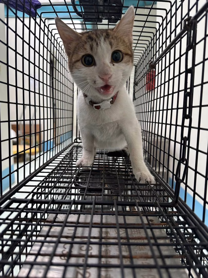 The cat, from the shelter's listing