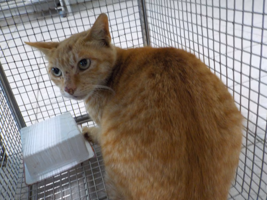 The cat, from the shelter's listing