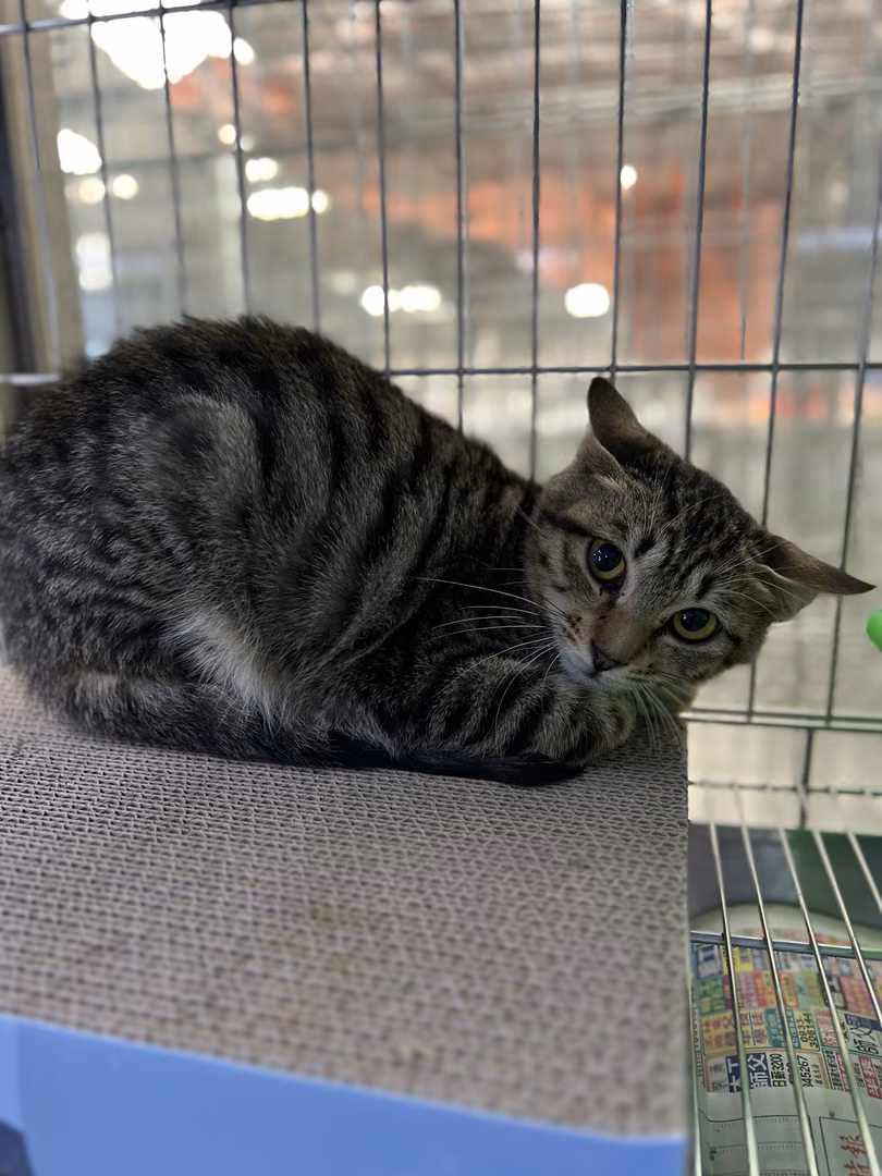 The cat, from the shelter's listing
