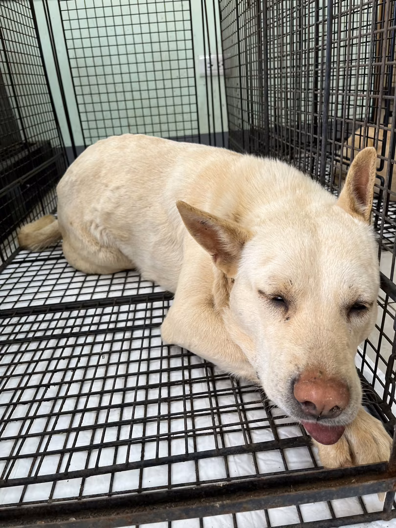 The dog, from the shelter's listing