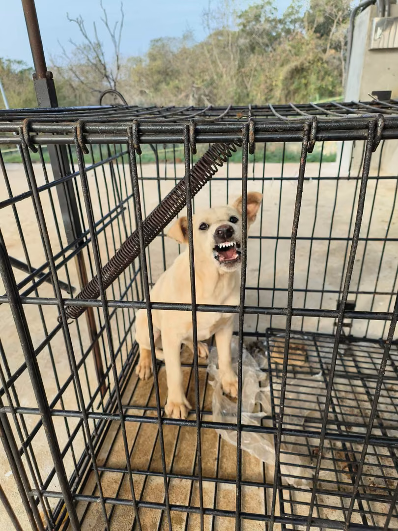 The dog, from the shelter's listing