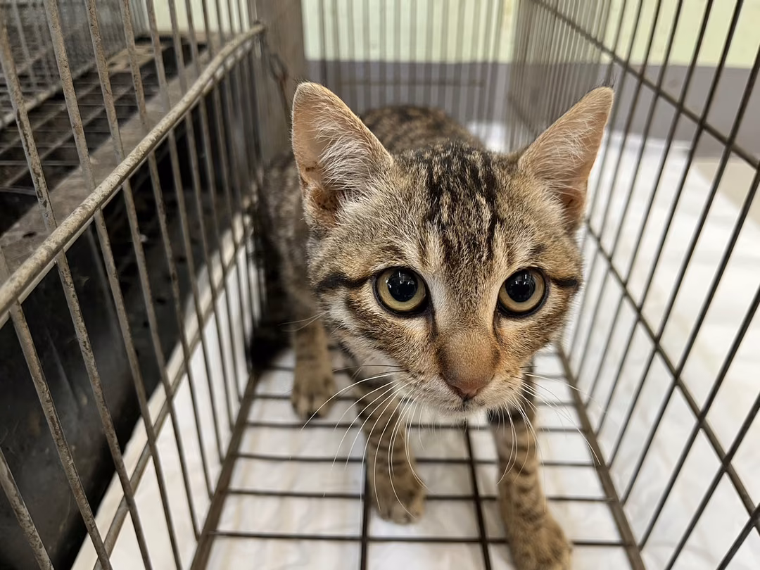 The cat, from the shelter's listing