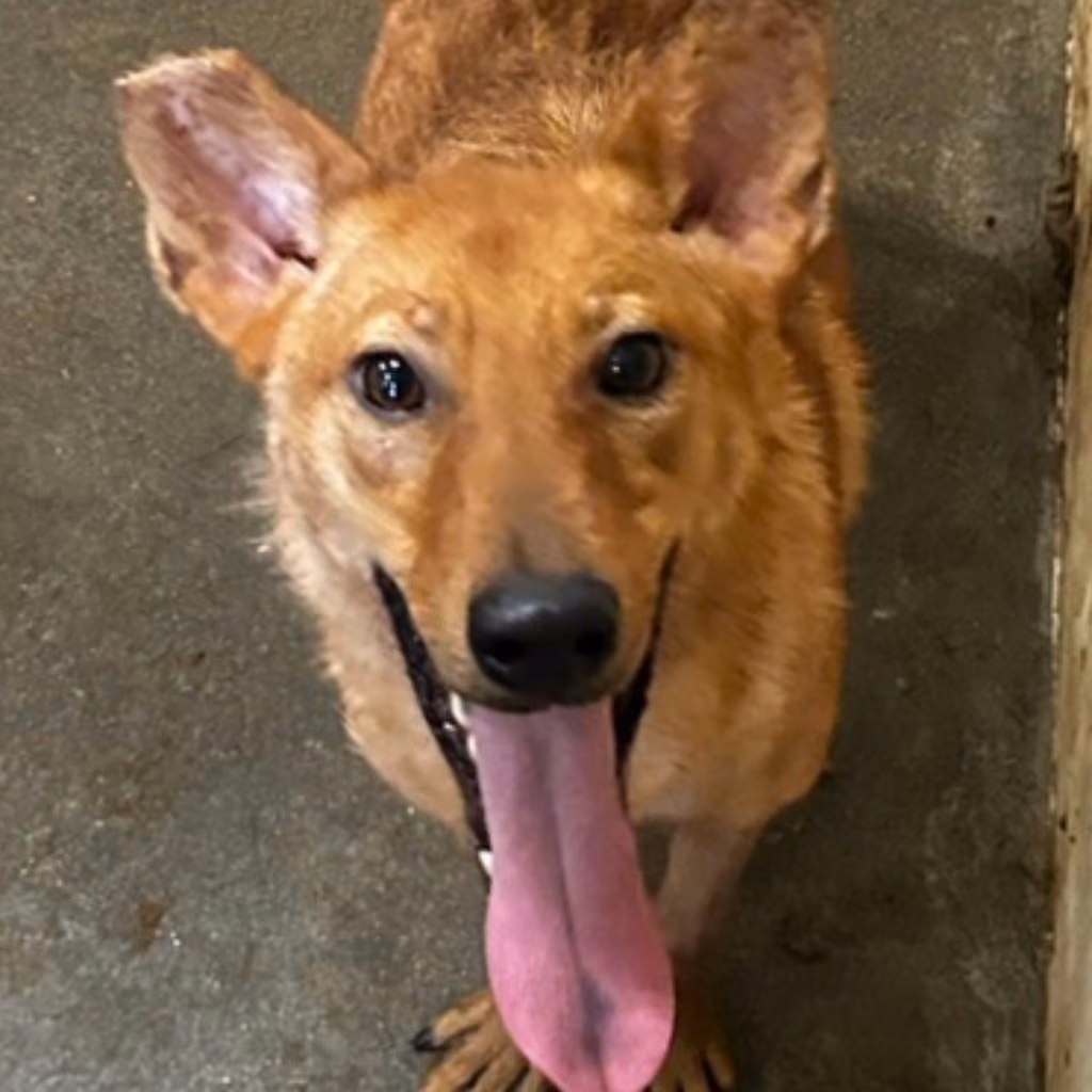 The dog, from the shelter's listing