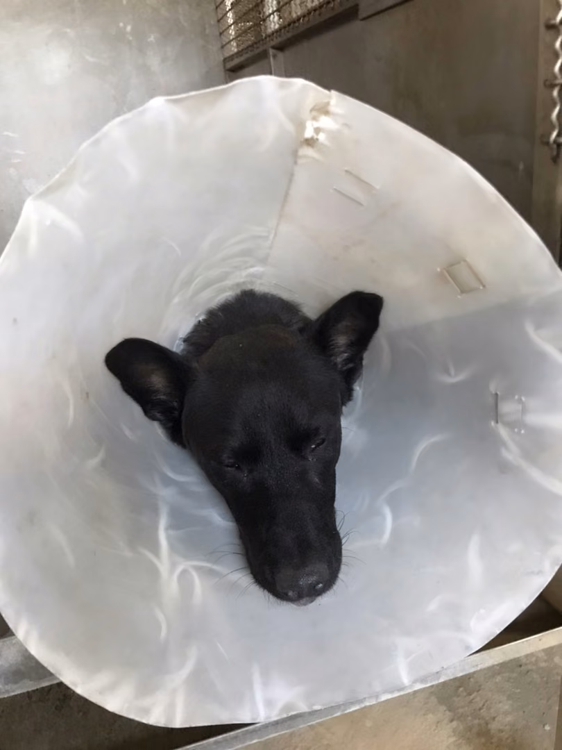 The dog, from the shelter's listing