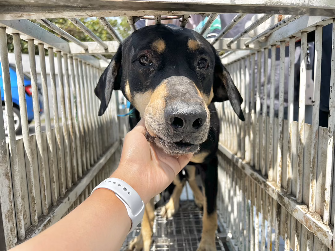 The dog, from the shelter's listing