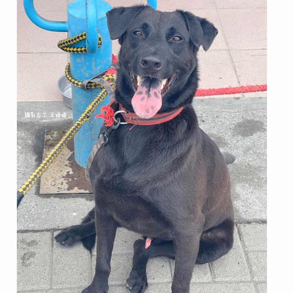 The dog, from the shelter's listing