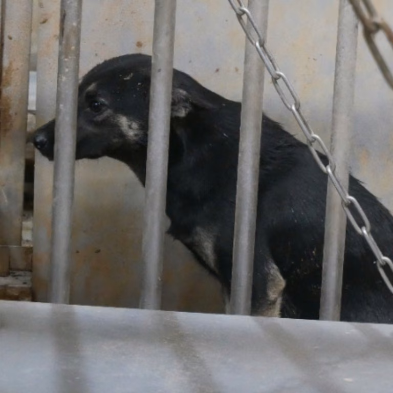 The dog, from the shelter's listing