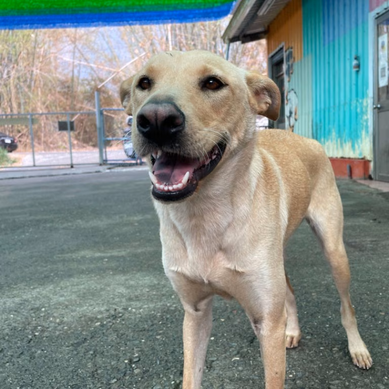 The dog, from the shelter's listing