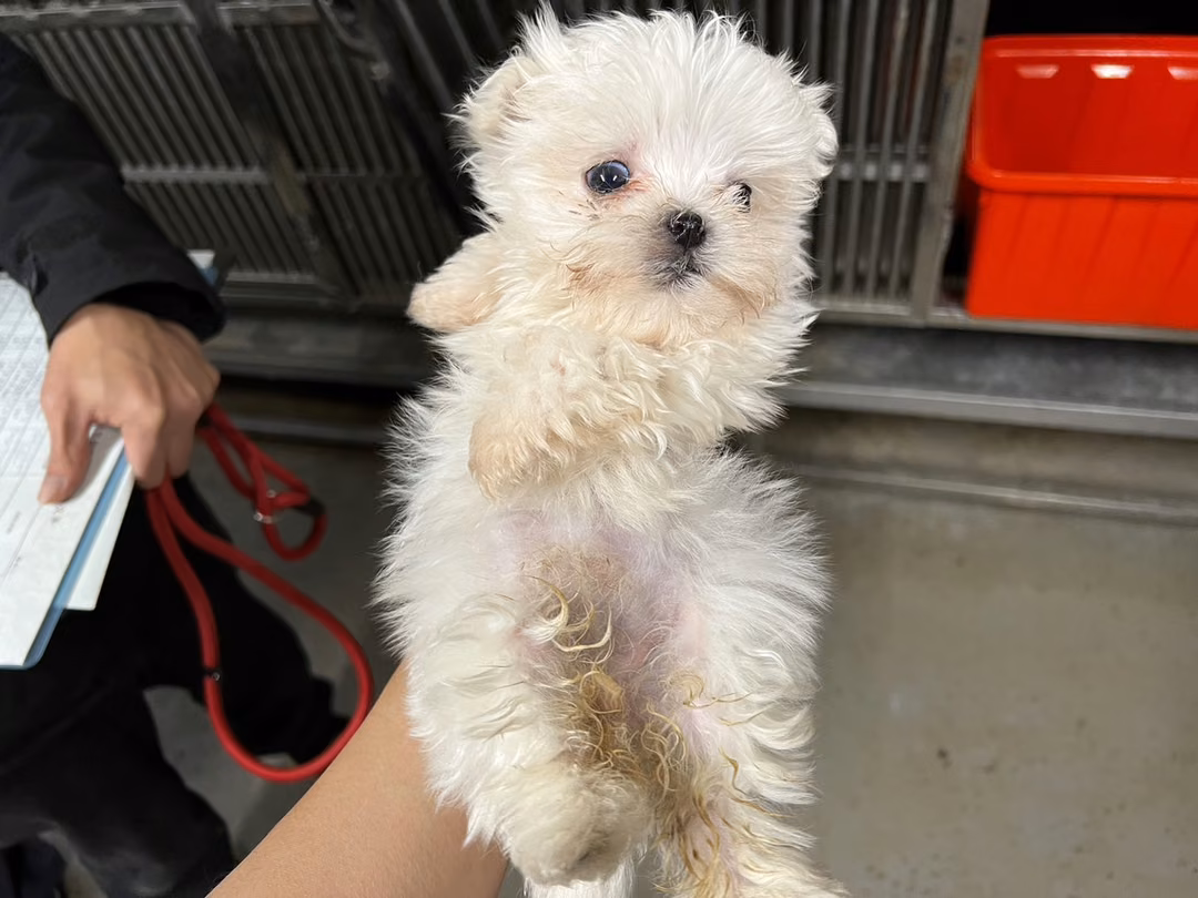 The dog, from the shelter's listing