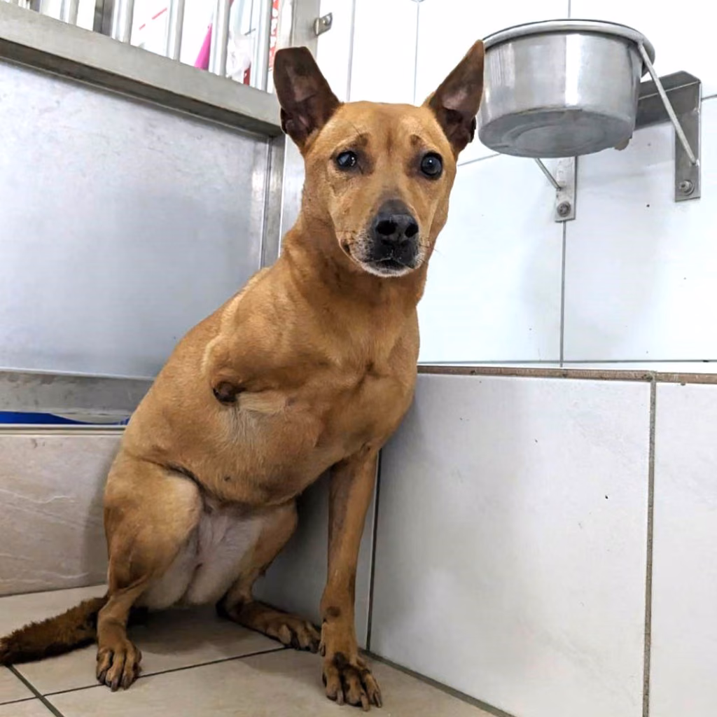 The dog, from the shelter's listing
