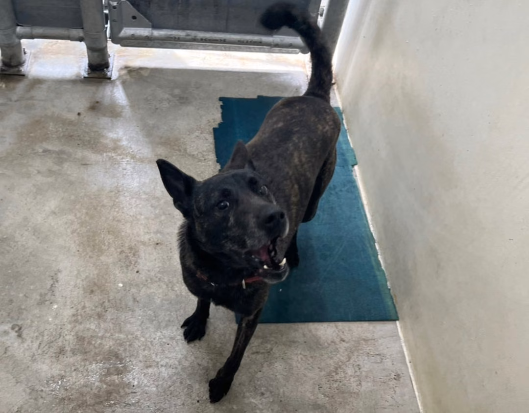 The dog, from the shelter's listing