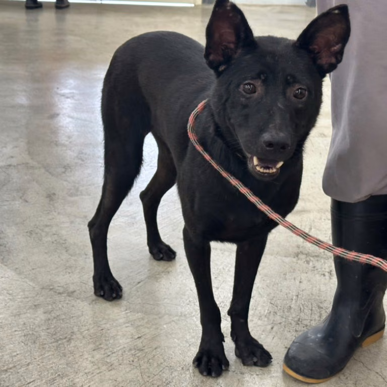 The dog, from the shelter's listing