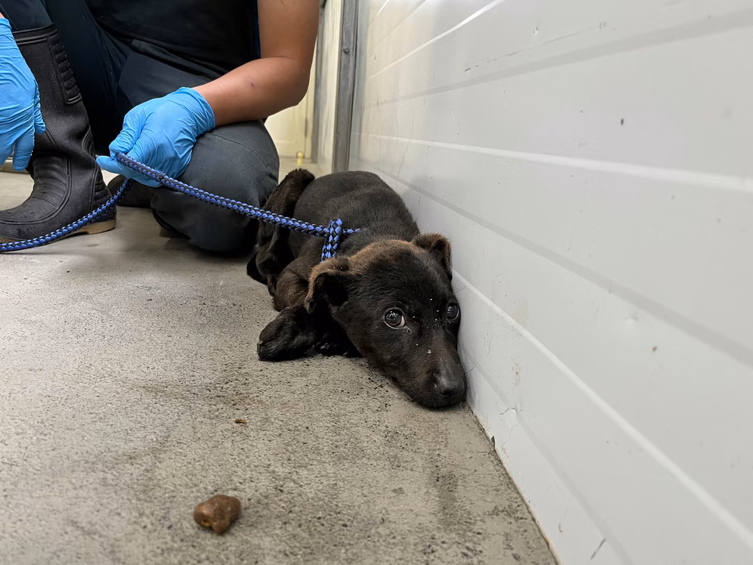The dog, from the shelter's listing