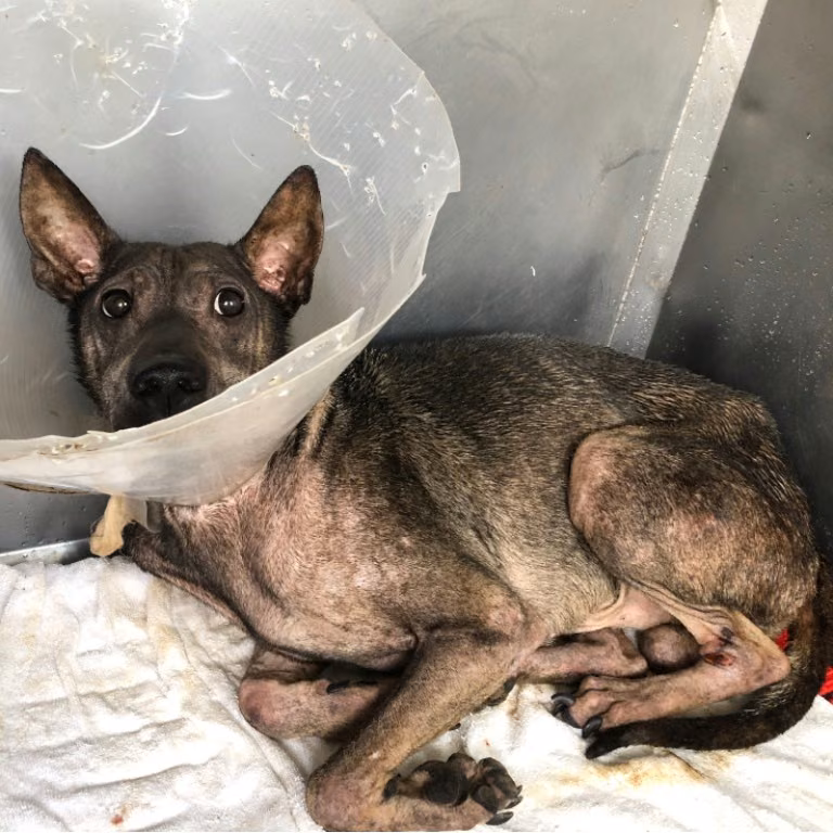 The dog, from the shelter's listing