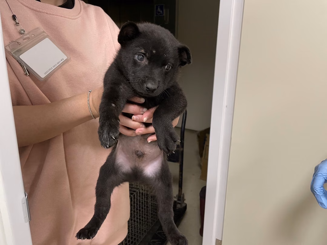 The dog, from the shelter's listing