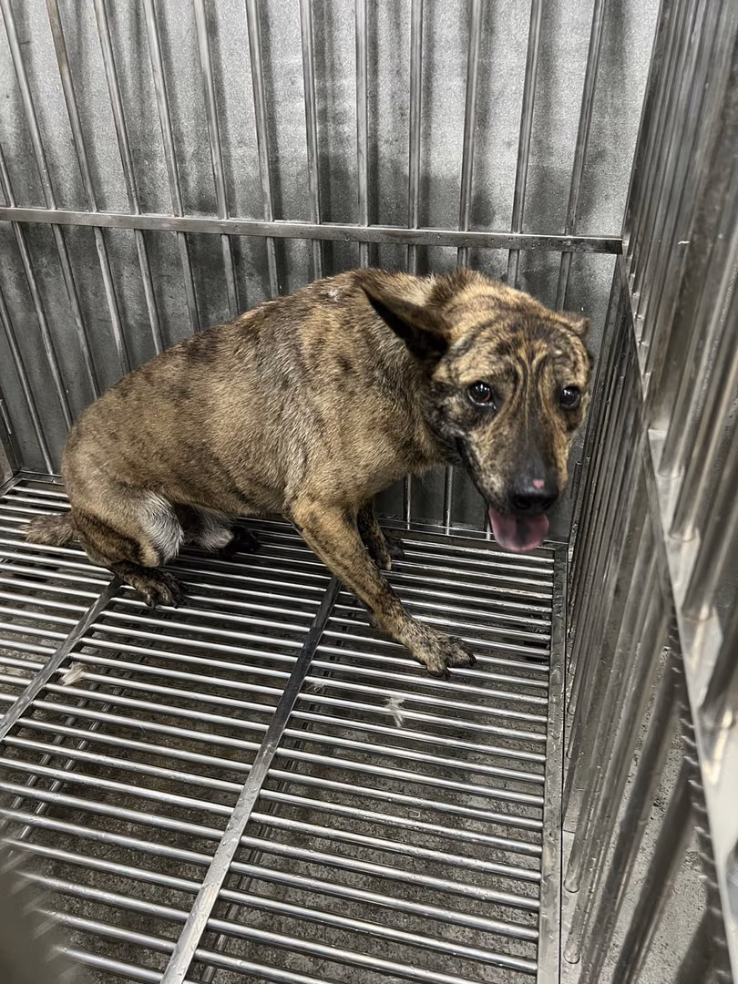 The dog, from the shelter's listing