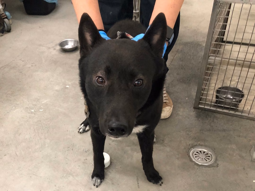 The dog, from the shelter's listing