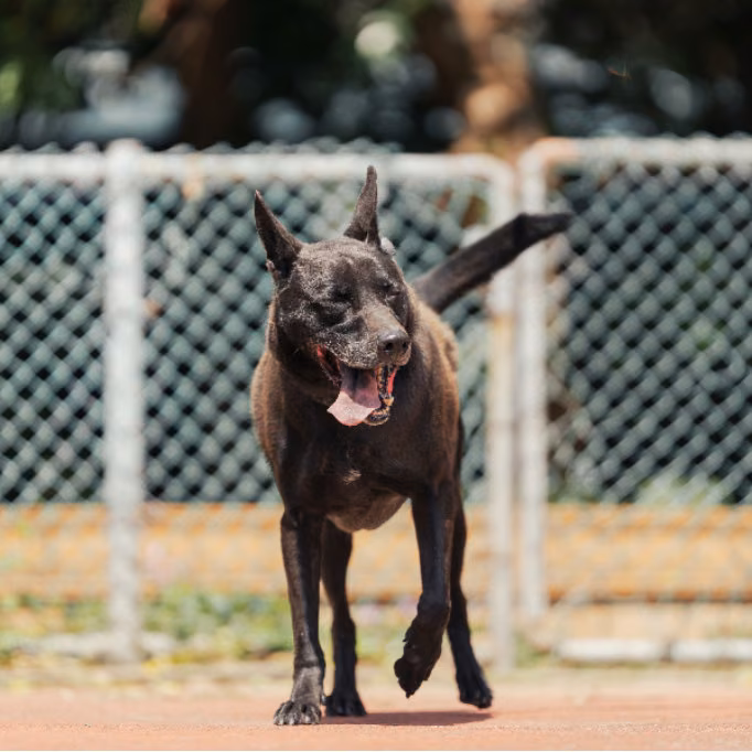 The dog, from the shelter's listing