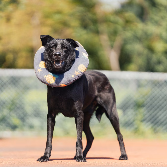 The dog, from the shelter's listing