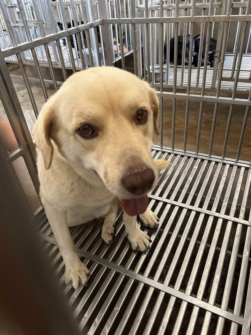 The dog, from the shelter's listing