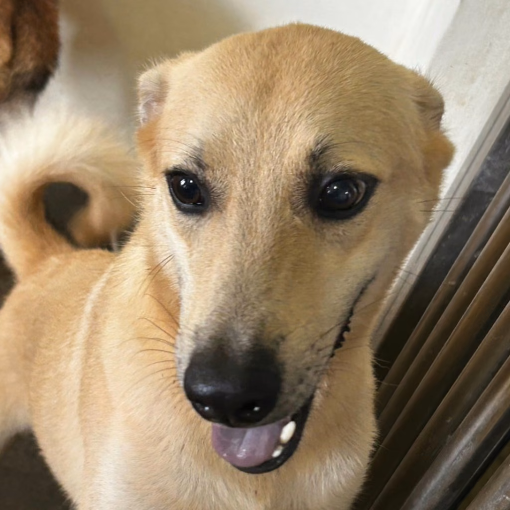The dog, from the shelter's listing