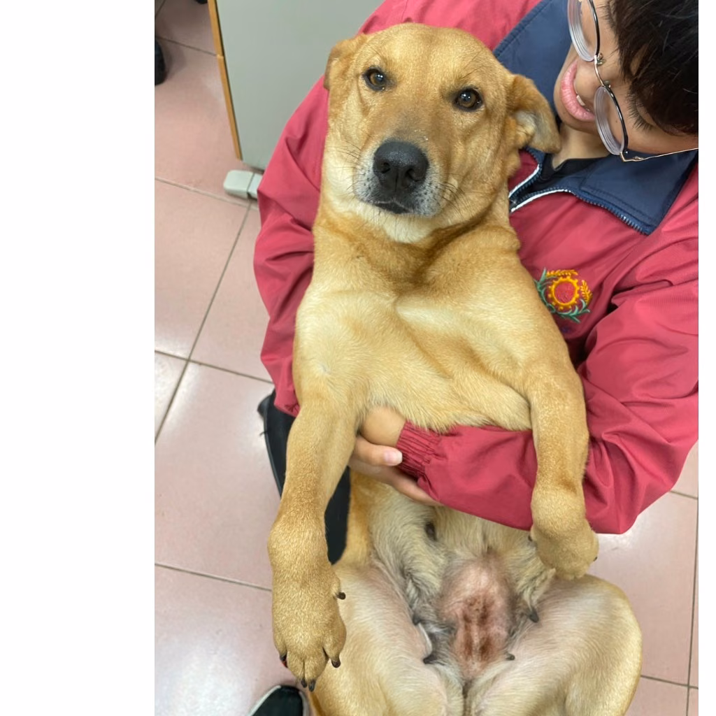 The dog, from the shelter's listing
