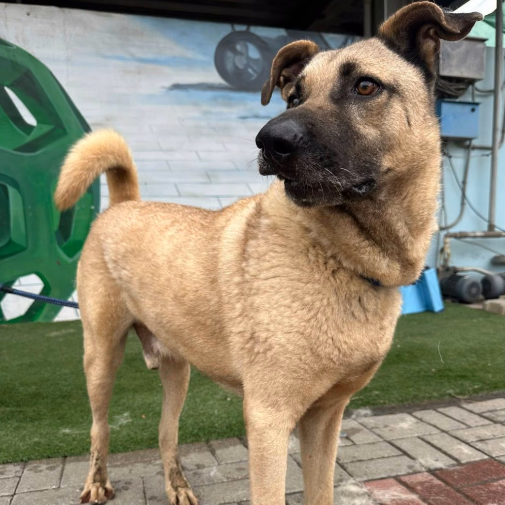 The dog, from the shelter's listing