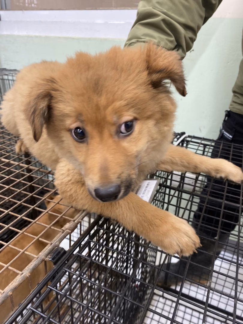 The dog, from the shelter's listing