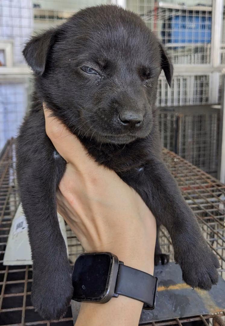 The dog, from the shelter's listing