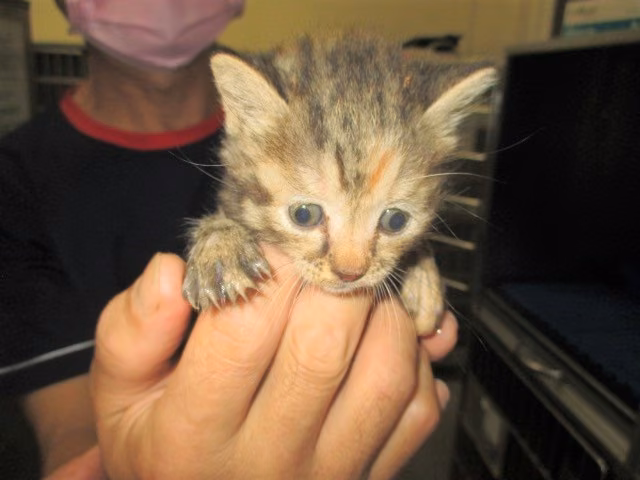 The cat, from the shelter's listing
