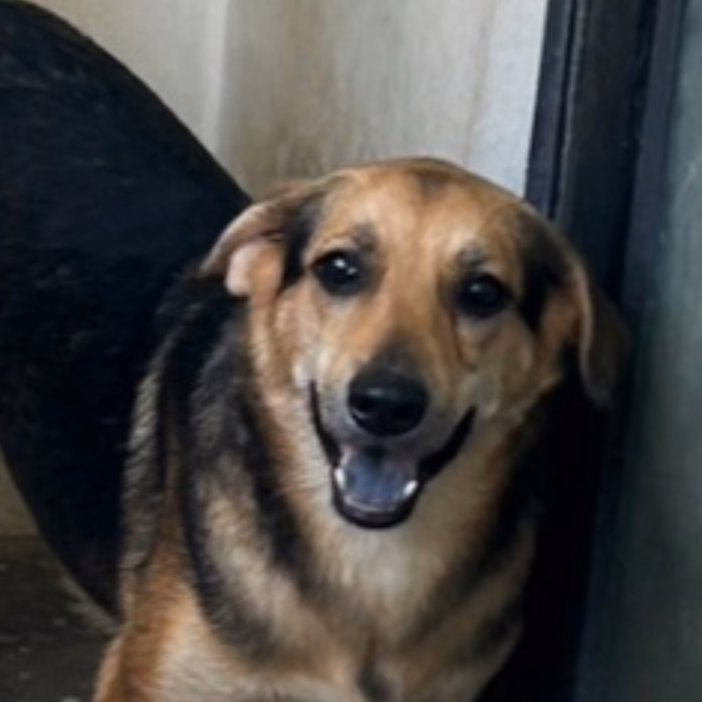 The dog, from the shelter's listing
