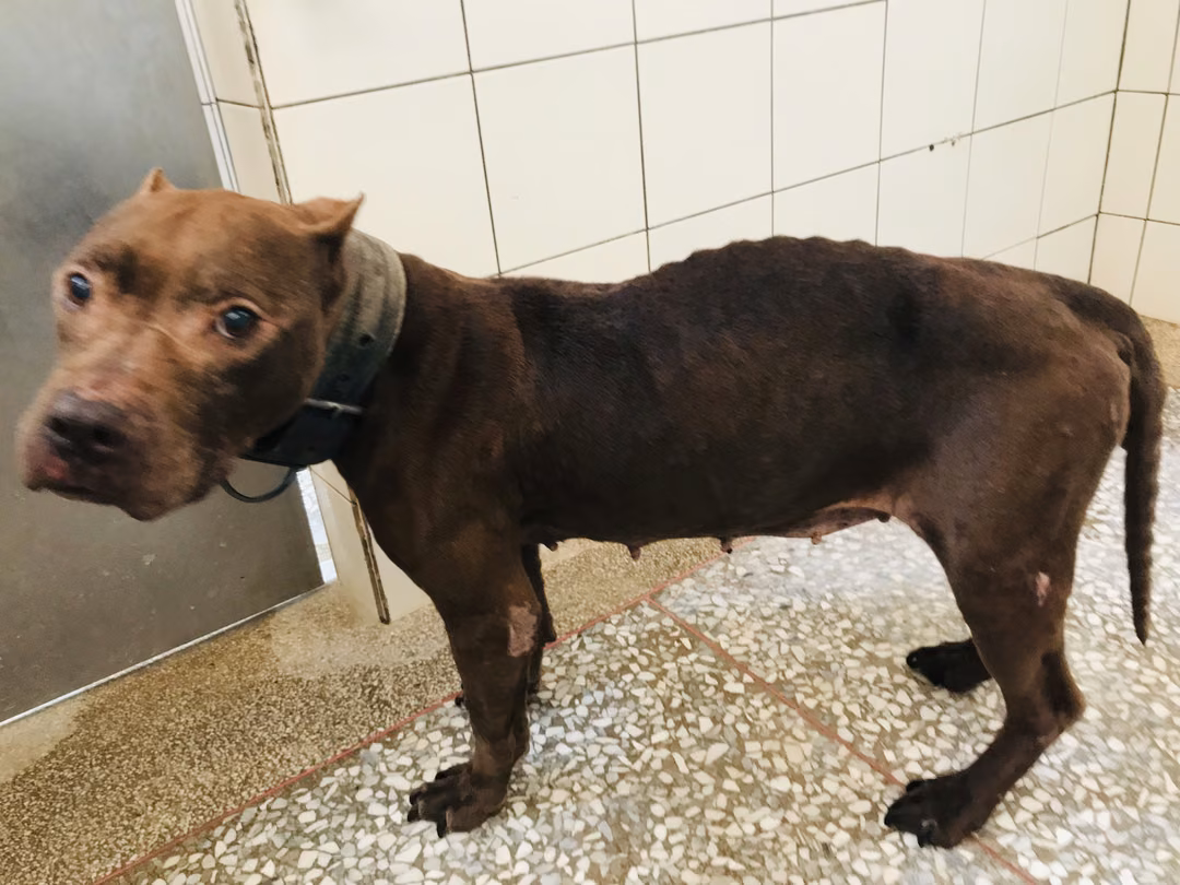 The dog, from the shelter's listing