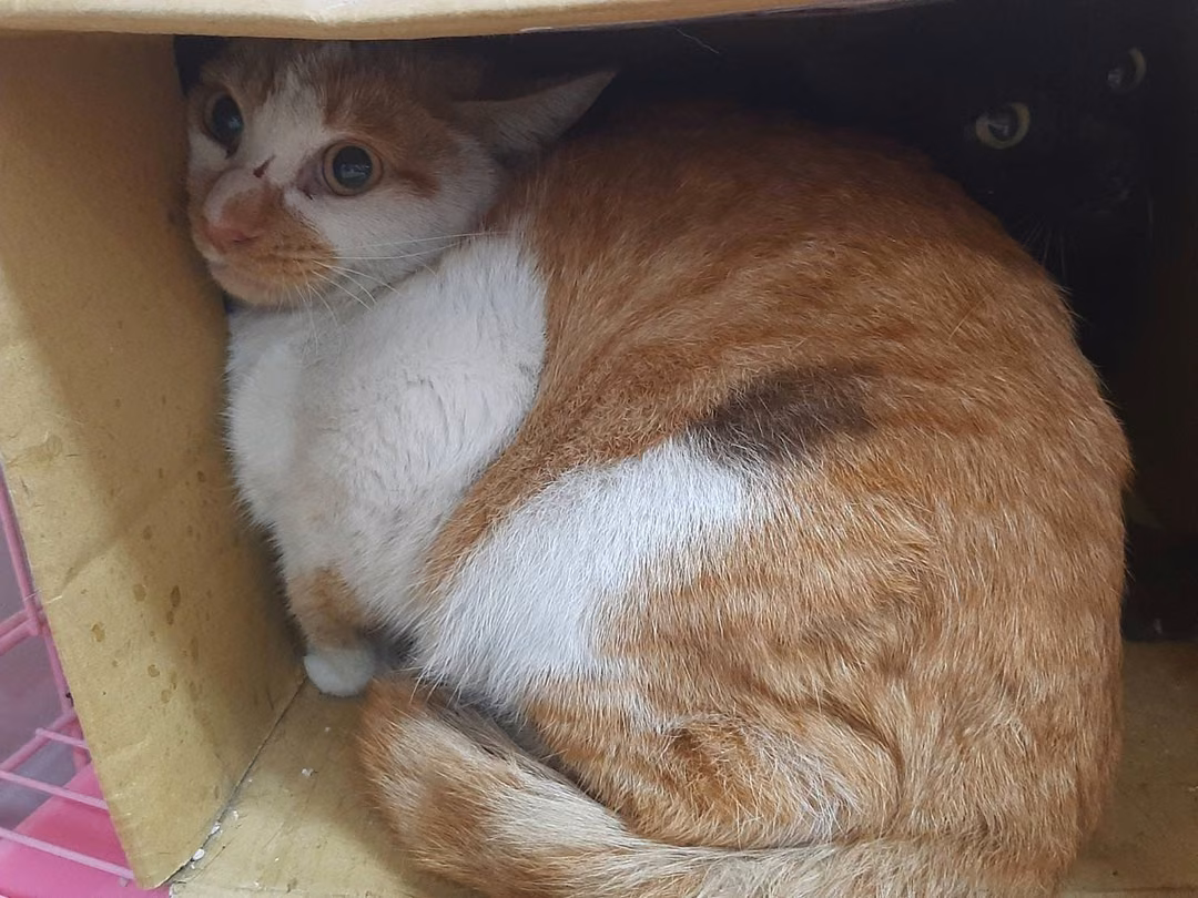 The cat, from the shelter's listing
