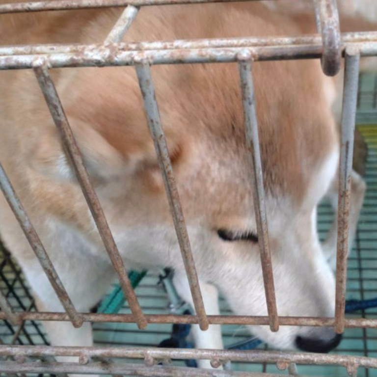 The dog, from the shelter's listing