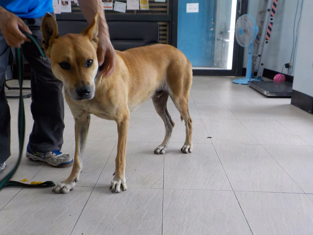 The dog, from the shelter's listing