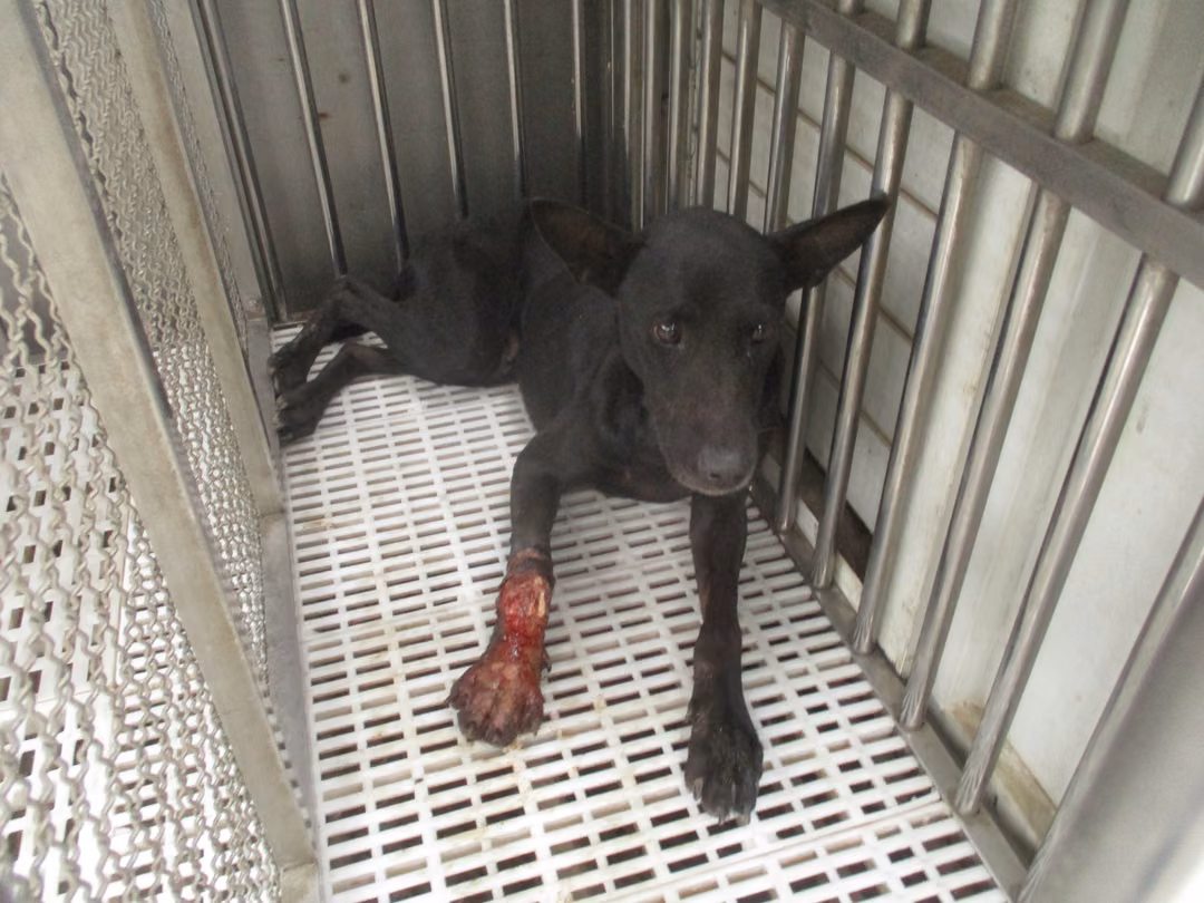 The dog, from the shelter's listing