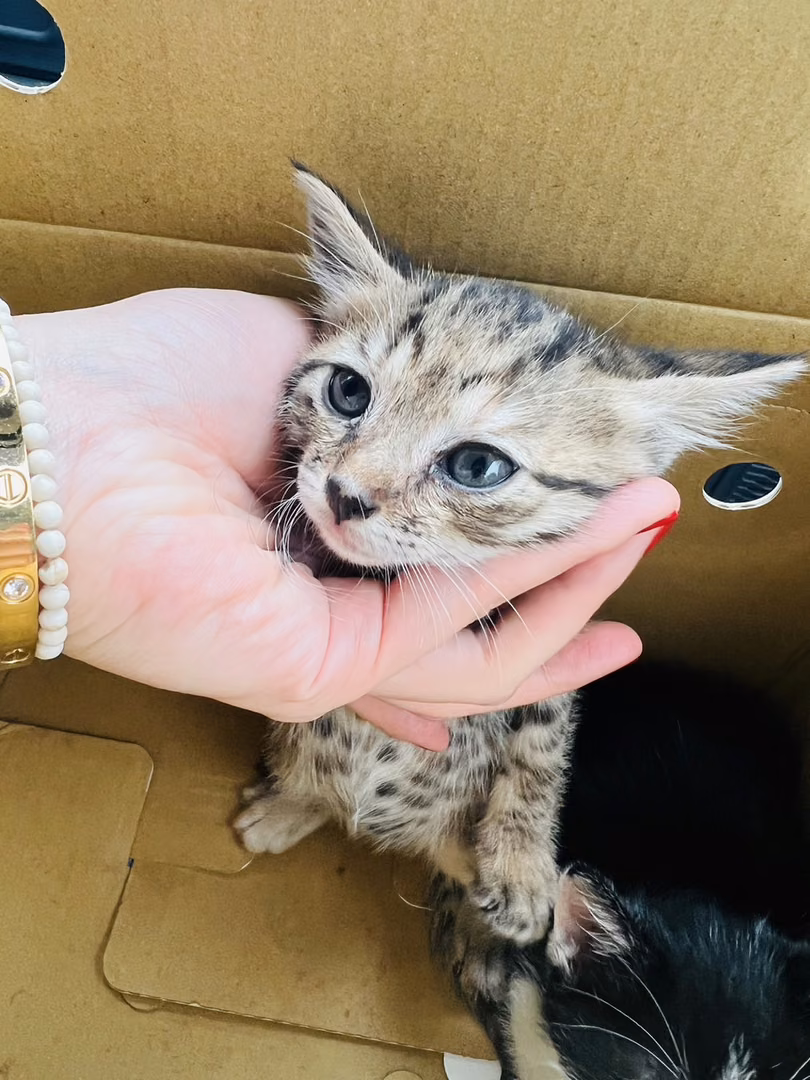 The cat, from the shelter's listing