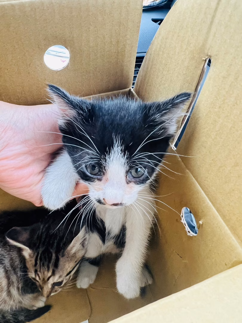 The cat, from the shelter's listing