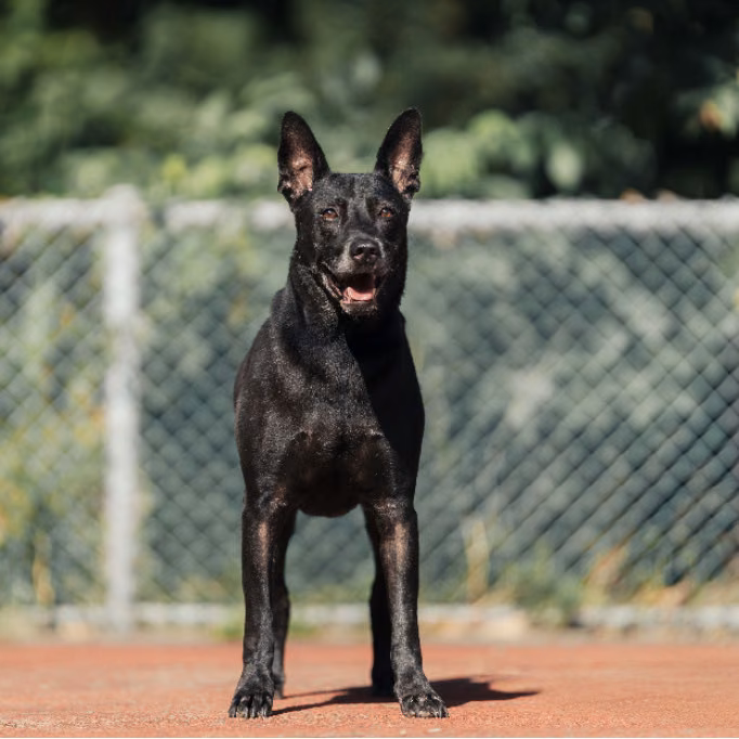 The dog, from the shelter's listing