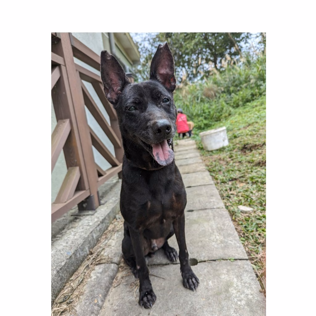 The dog, from the shelter's listing