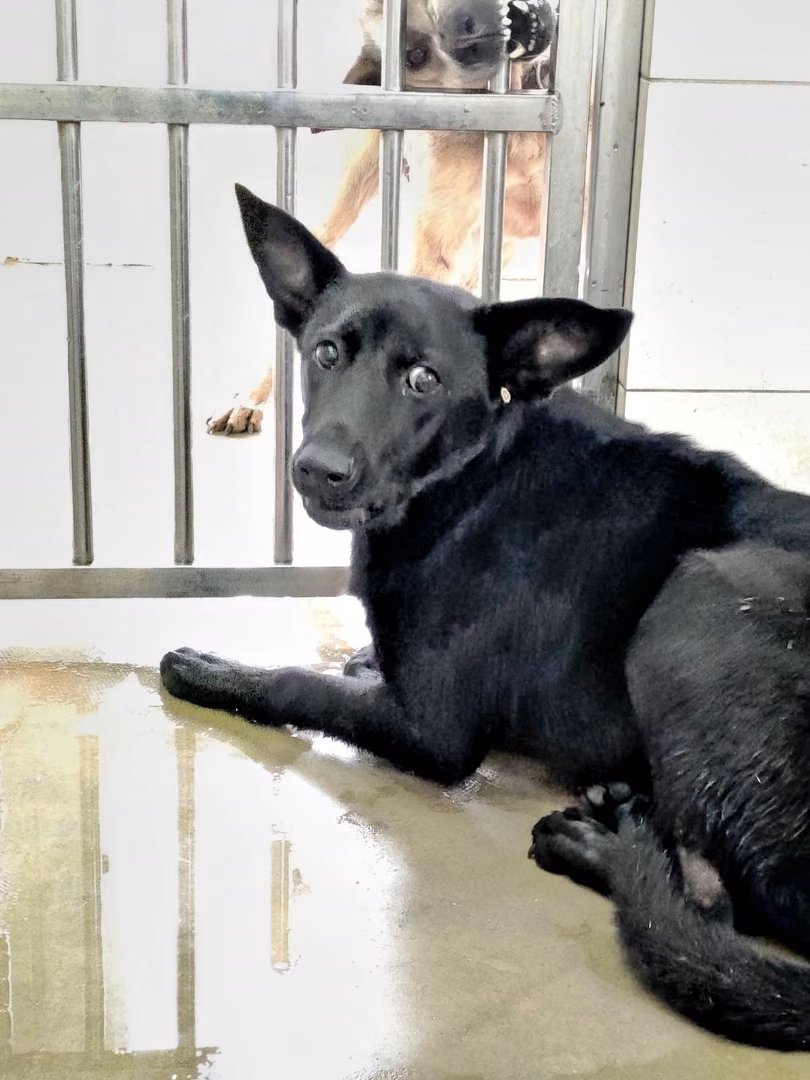 The dog, from the shelter's listing
