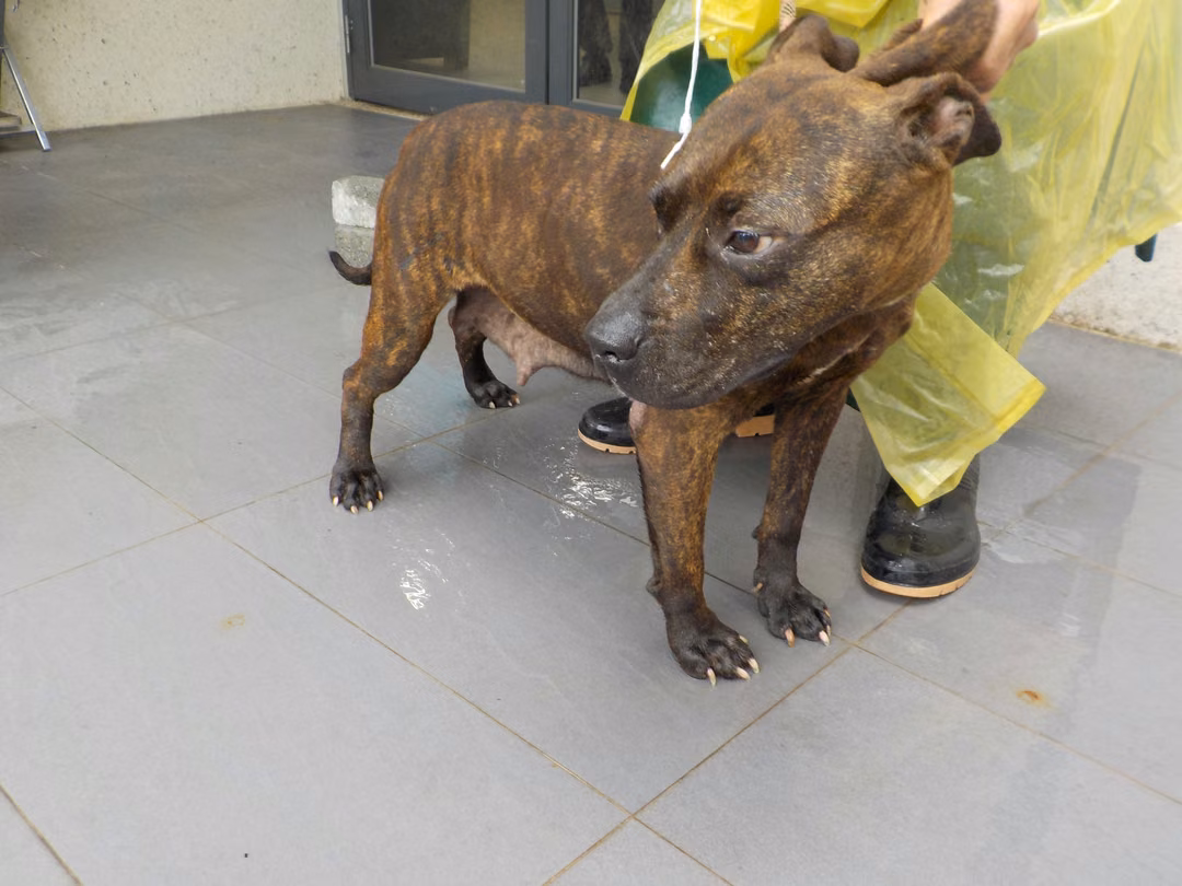 The dog, from the shelter's listing