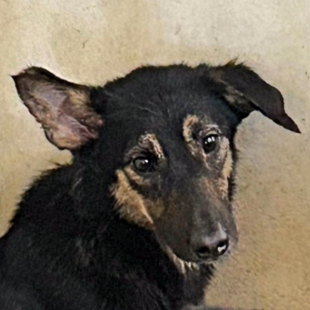 The dog, from the shelter's listing