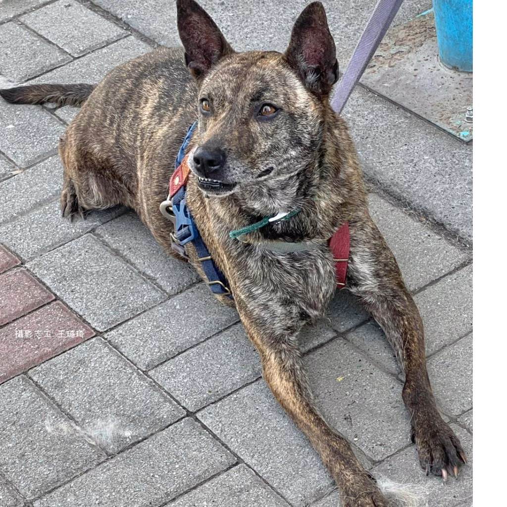The dog, from the shelter's listing
