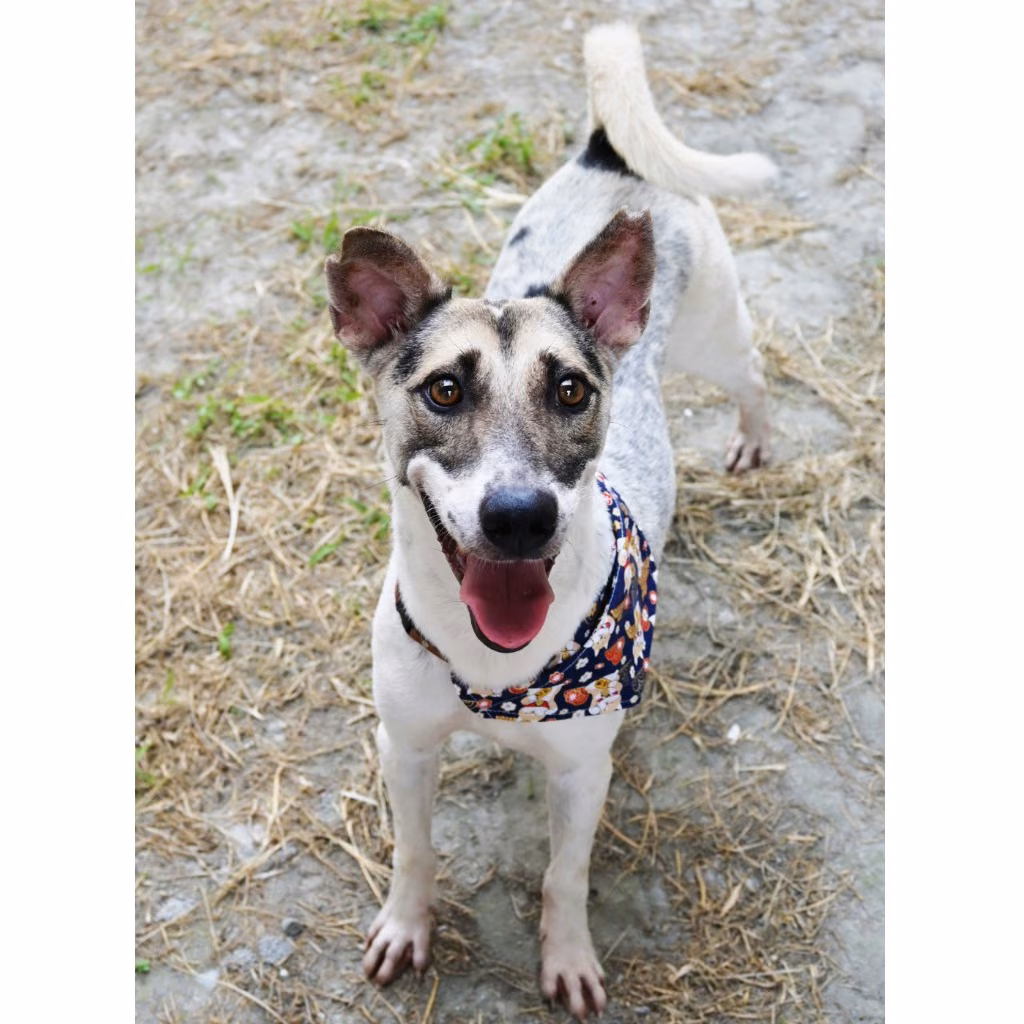 The dog, from the shelter's listing