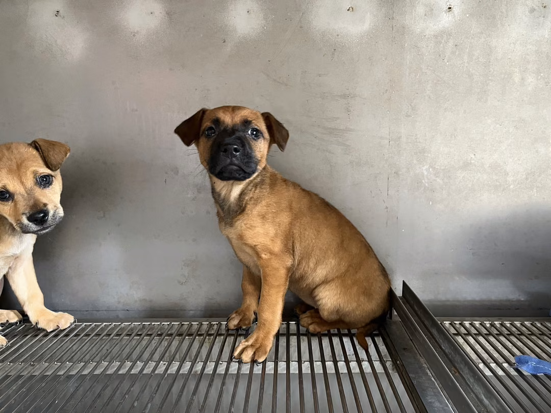 The dog, from the shelter's listing